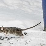 Pest control brought in to keep rats away from Swedish hospital entrance