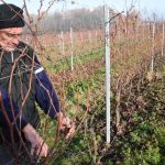 Bordeaux’s ‘magnificent’ lost vintage pushes small growers to the edge