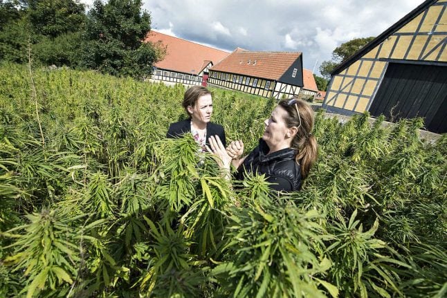 111 Danish patients given medicinal cannabis in first month of trial