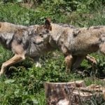 France to grow wolf packs despite farmers’ anger