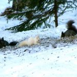 Rare white squirrel photographed in Sweden