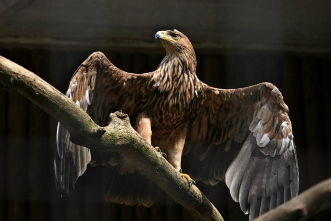 Rare eagle spotted in Denmark