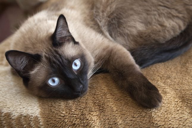 Swiss supreme court rules on fate of Siamese cat
