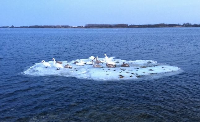 30 dead swans found at Danish lake