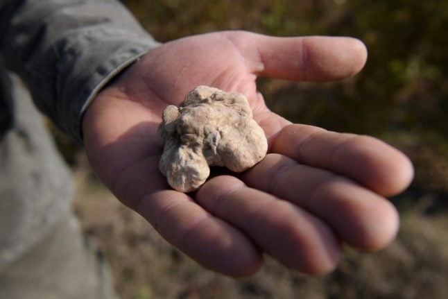 Italian fined €100,000 for trying to smuggle truffles out of Turkey