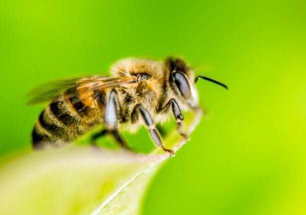Woman dies in Spain after ‘bee sting’ alternative therapy
