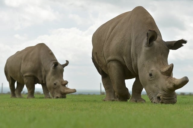 An Italian company hopes to save the northern white rhino through IVF