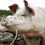 Denmark to build 70km border fence to keep out swine virus