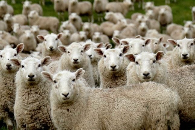 A large herd of sheep stare directly at the camera.