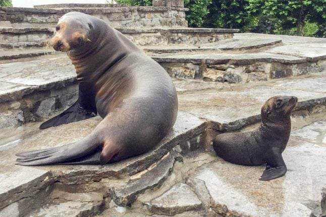 Sea lions’ nighttime ruckus leads to Cologne Zoo’s first ever squabble with neighbours
