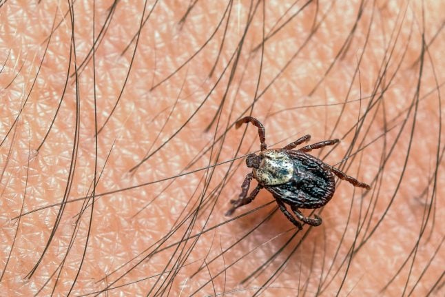 Second highest number of tick-borne viruses recorded in Germany last year
