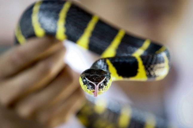 East German supermarket closed after snake attacks woman in fruit aisle