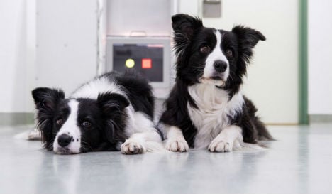 Vienna researchers trial touch screen games for dogs