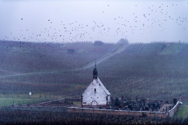 French countryside sees alarming 'collapse' of bird populations
