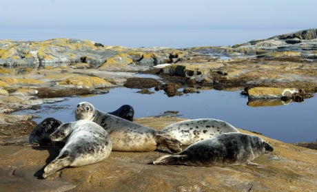 Seal 'explosion' risks fermented herring shortage