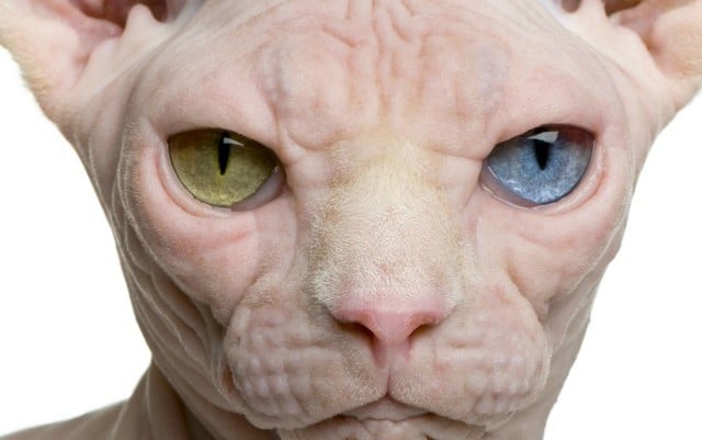 Coming soon to an internet near you: Switzerland’s creepy ‘naked cat’