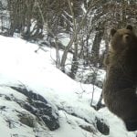 Video: Family of Pyrenean bears emerges from hibernation in time for spring