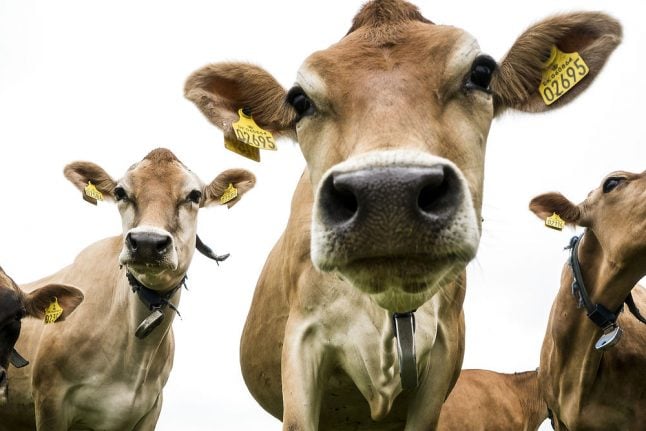 Escaped cows cause chaos on Copenhagen highway