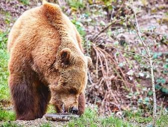 Bern's famous bears get gourmet honey upgrade