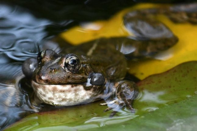 Why are Dordogne’s noisy frogs embroiled in a bizarre legal battle?