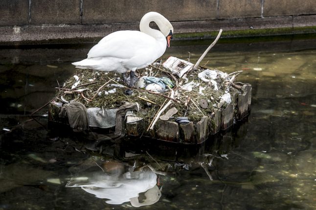 Swans make nests from litter in Copenhagen lakes