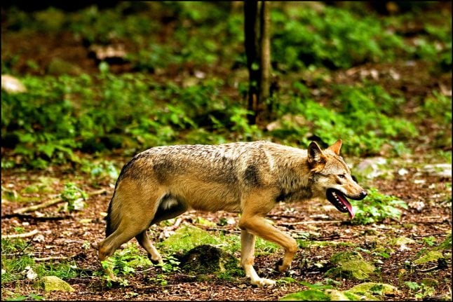 Danish police wait for forensic results in 'wolf killing' case