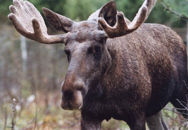Elk shot in Norway after falling from daycare roof