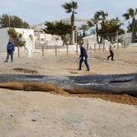 Clean seas campaign launched on Spanish coast after sperm whale beached full of plastic