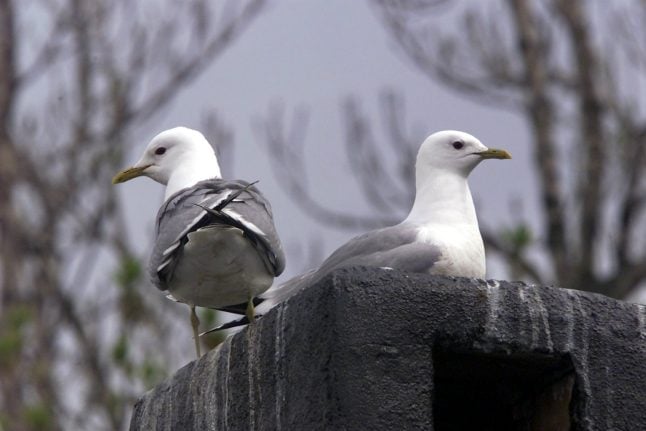 Norwegian gets suspended sentence for killing seagulls