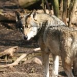 Danish zoo director advises against wolf ‘panic measures’