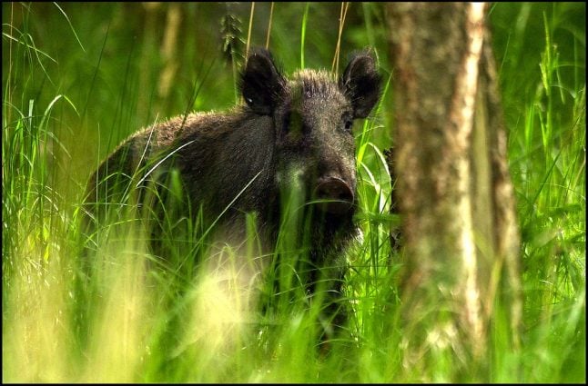 Denmark’s border fence would be no use, wild boar can swim across: hunter