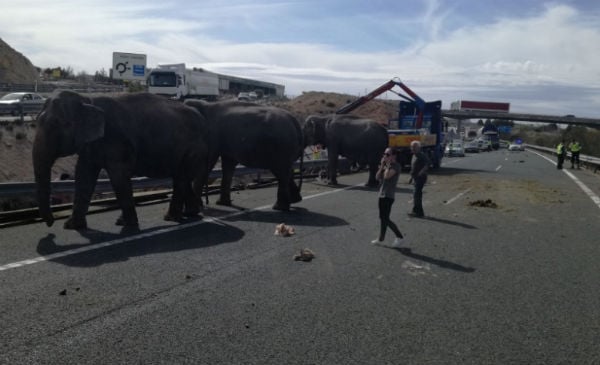 Elephant killed when circus truck overturns on Spanish motorway