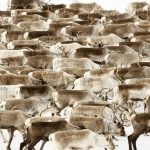 IN PICTURES: Amazing images of reindeer herding in northern Sweden