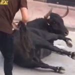 Disturbing footage shows torment of bull during town fiesta