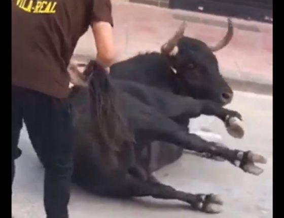Disturbing footage shows torment of bull during town fiesta