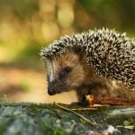 Robot lawnmowers a threat to Swiss hedgehogs