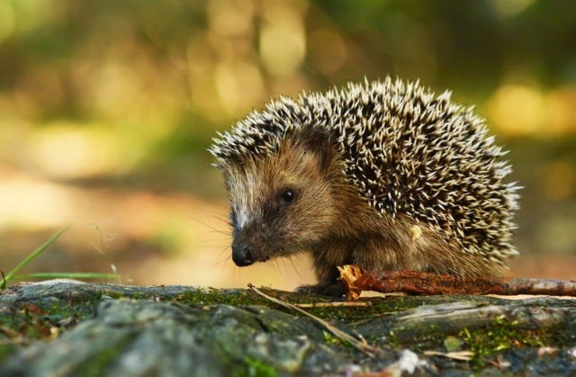 Robot lawnmowers a threat to Swiss hedgehogs
