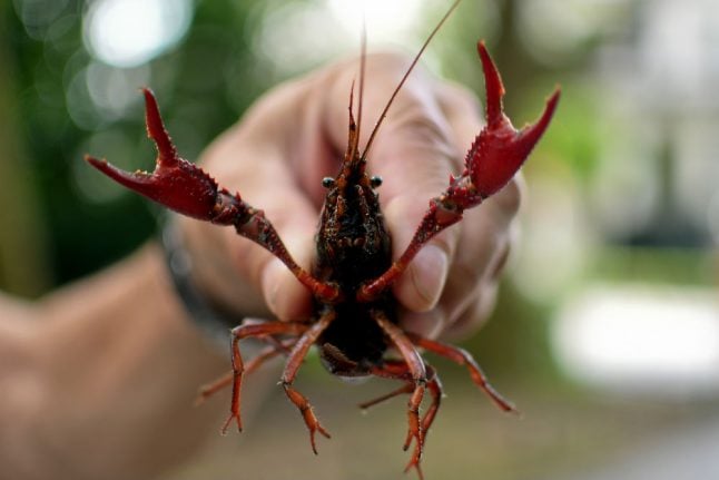 Grubs up! Berlin tackles American crayfish invasion by putting them on our plates
