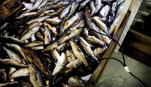Don't eat Baltic cod, WWF warns