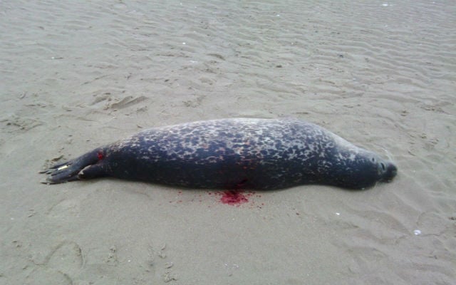 Who is killing the seals on the beaches of northern France?