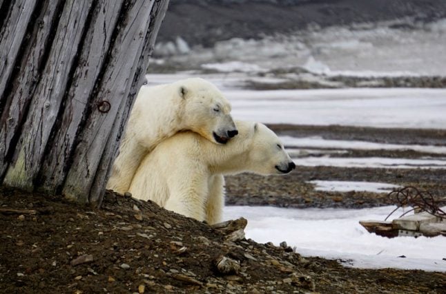 IN PICTURES: Polar bears mate outside Norwegian weather station