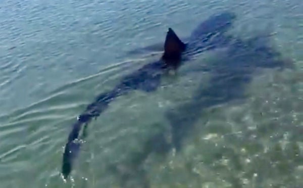 VIDEO:  Ten-foot shark sparks panic among bathers on Costa del Sol beach
