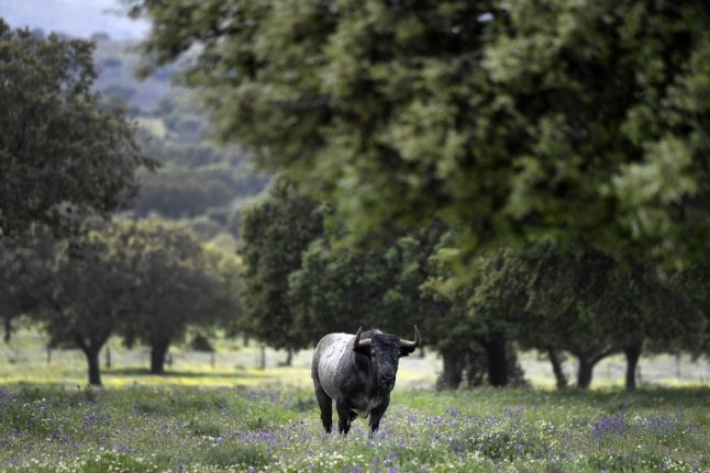 Breeding fighting bulls in Spain: a family’s passion