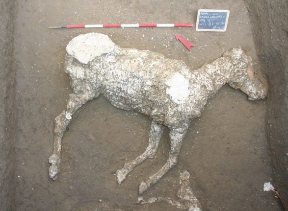Ancient remains of horse discovered at Pompeii