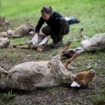 40 sheep die in suspected wolf attack near French border