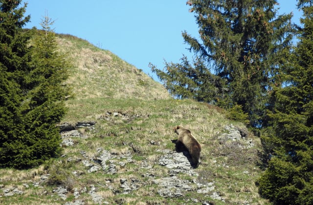 Bear warning issued to hikers in Bernese Oberland