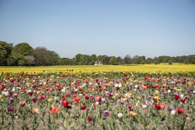 27 degrees: Denmark’s 2018 spring continues to outshine 2017 summer