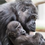 First gorilla born in captivity in Europe dies in Basel Zoo