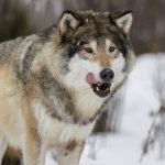 Sweden’s licensed wolf hunt called off over declining population