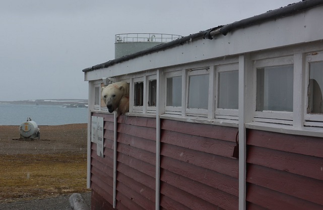 Swede discovers polar bear stuck in Svalbard hotel